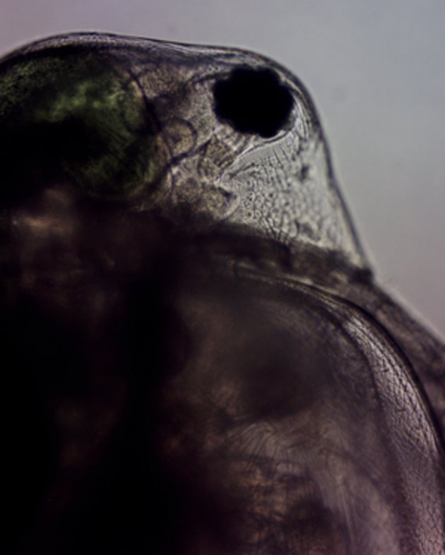 daphnia