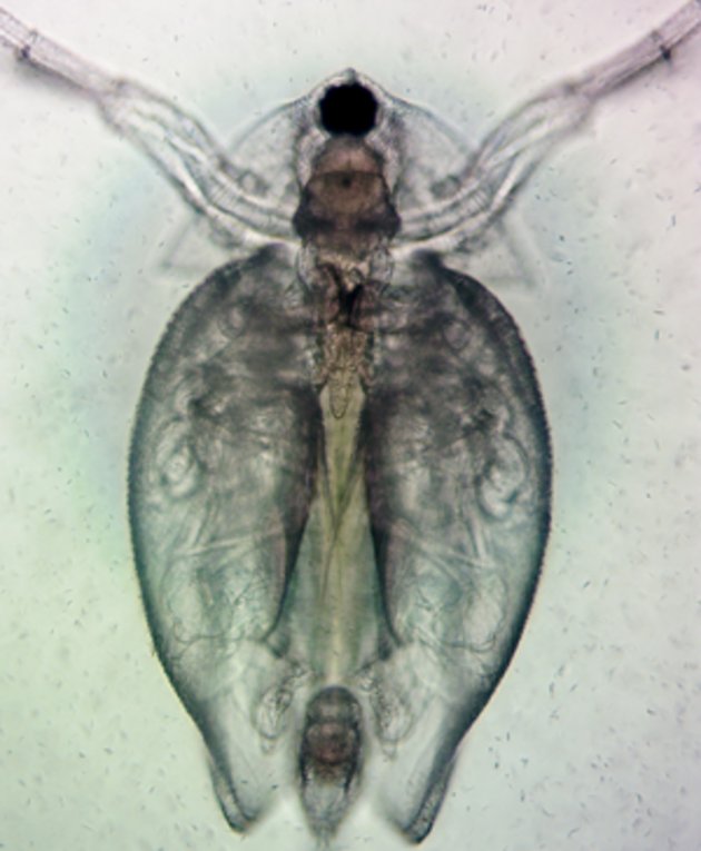 daphnia